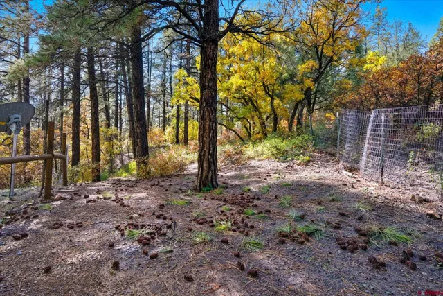 a view of a trees with a tree