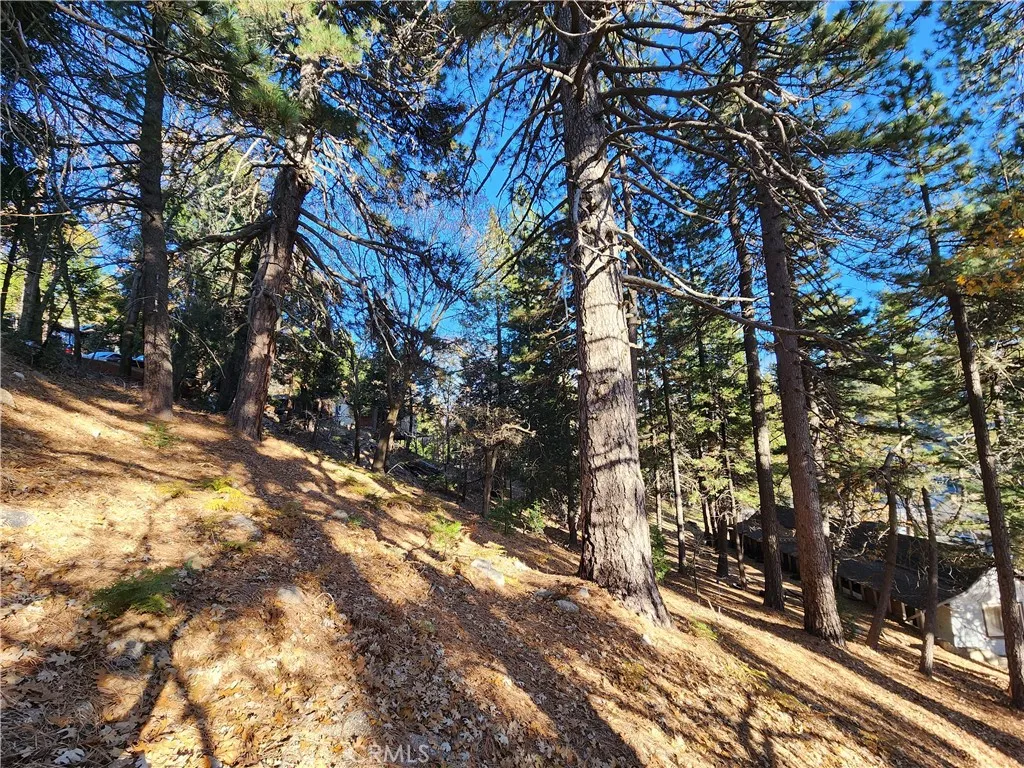 0 Lovers Lane Rimforest, CA 92378 - Photo 14 of 17 a view of a yard with plants and trees