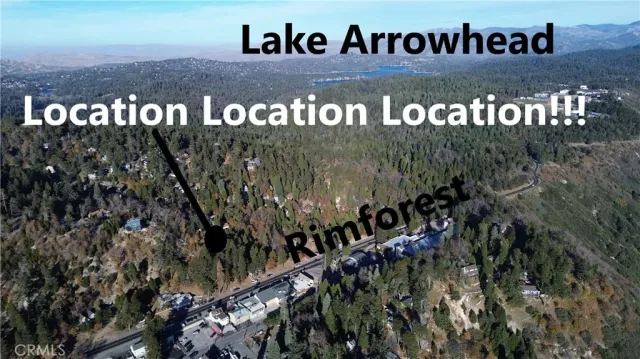 a view of tree in the forest