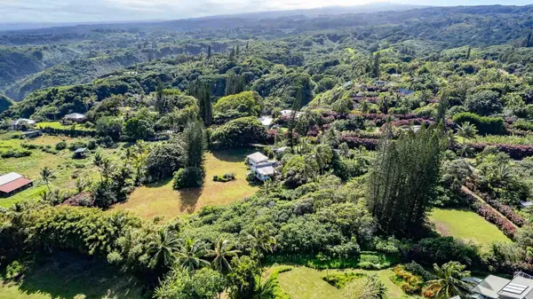 a view of a garden with plants