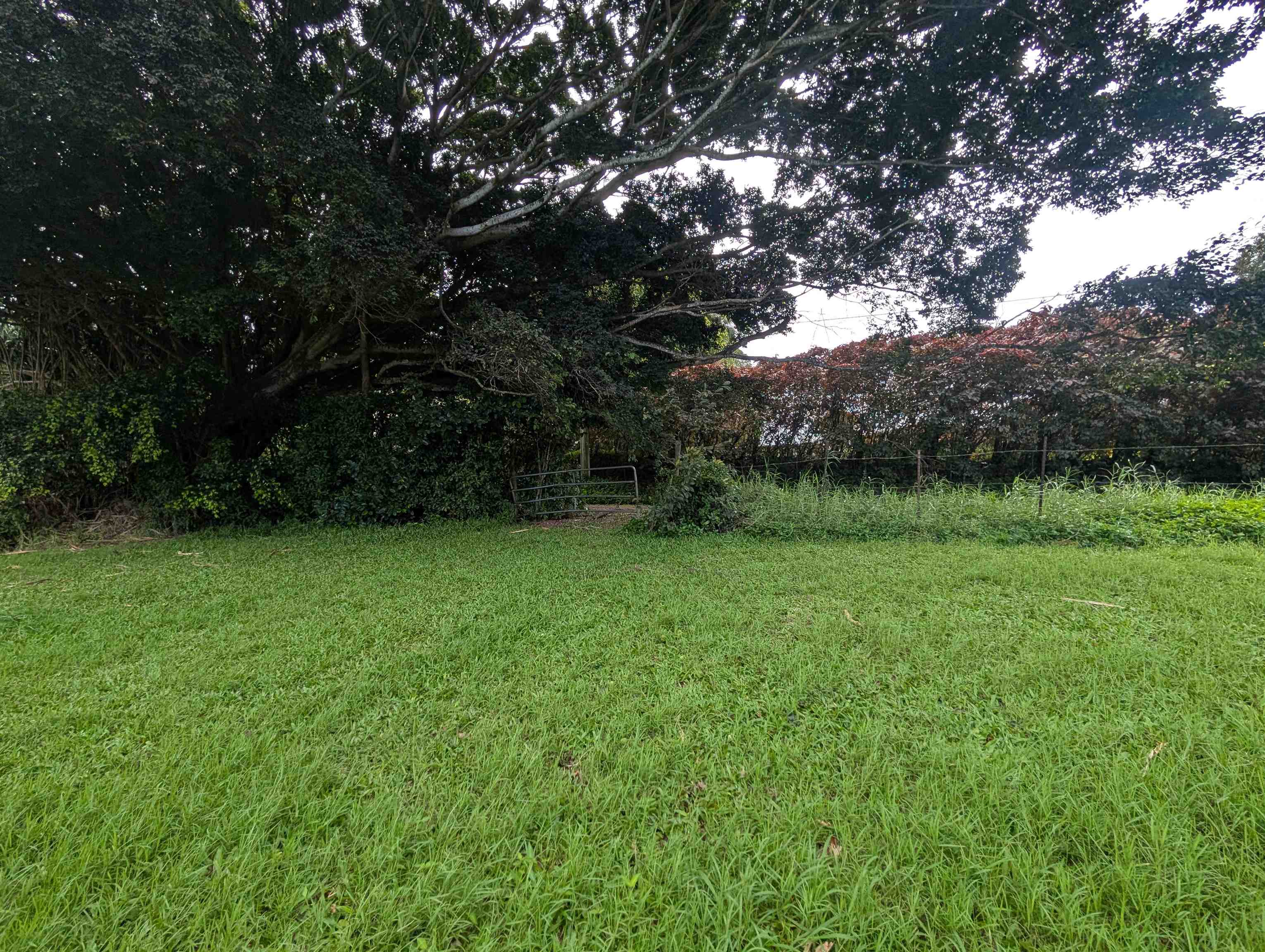 210 Door Of Faith Road Haiku, HI 96708 - Photo 45 of 46 a view of yard with green space
