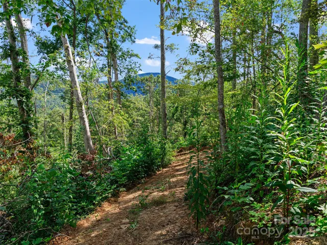 a view of a yard with plants and tree