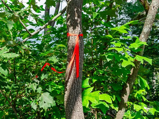 a close up of a tree