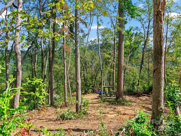 a view of a forest with trees