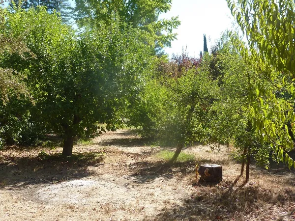 a view of a forest with trees
