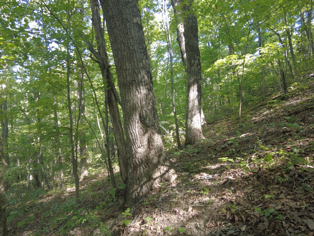 16 Black Hollow Road Peebles, OH 45660 - Photo 12 of 39