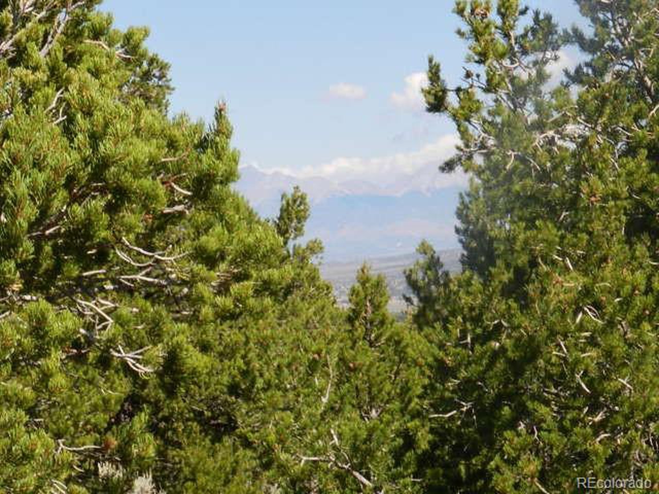 8 Mountain Ridge Lane San Luis, CO 81152 - Photo 22 of 28 a picture of a tree