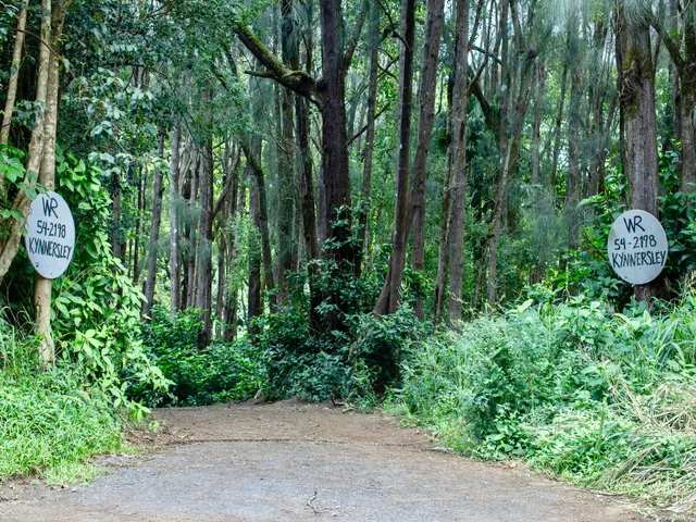 a view of a yard with plants and trees