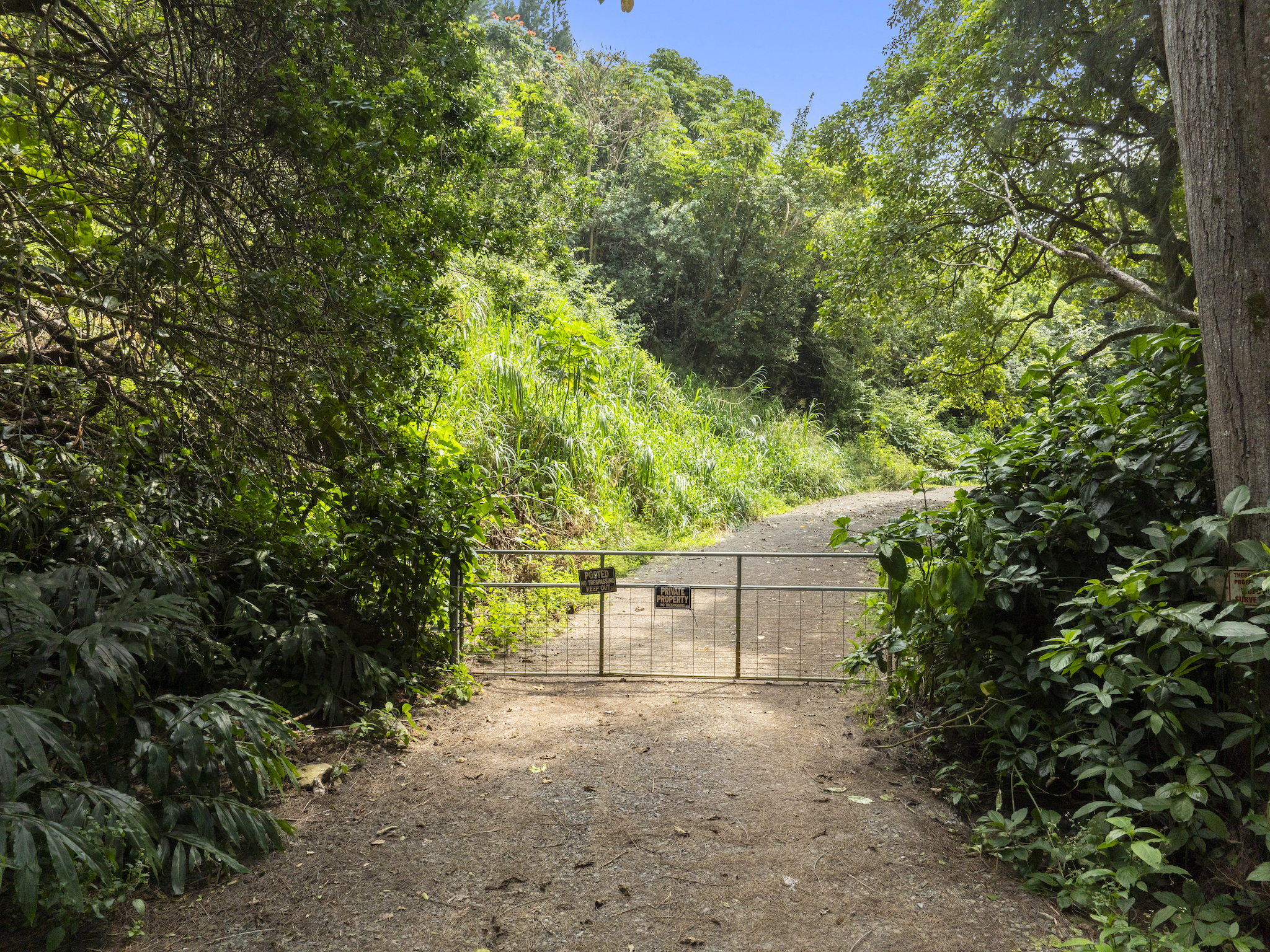 54-2198 Lot B-2 Kynnersley Road Hawi, HI 96719 - Photo 12 of 13 a view of a yard with plants and trees