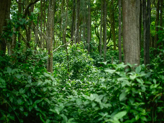 a view of a lush green forest