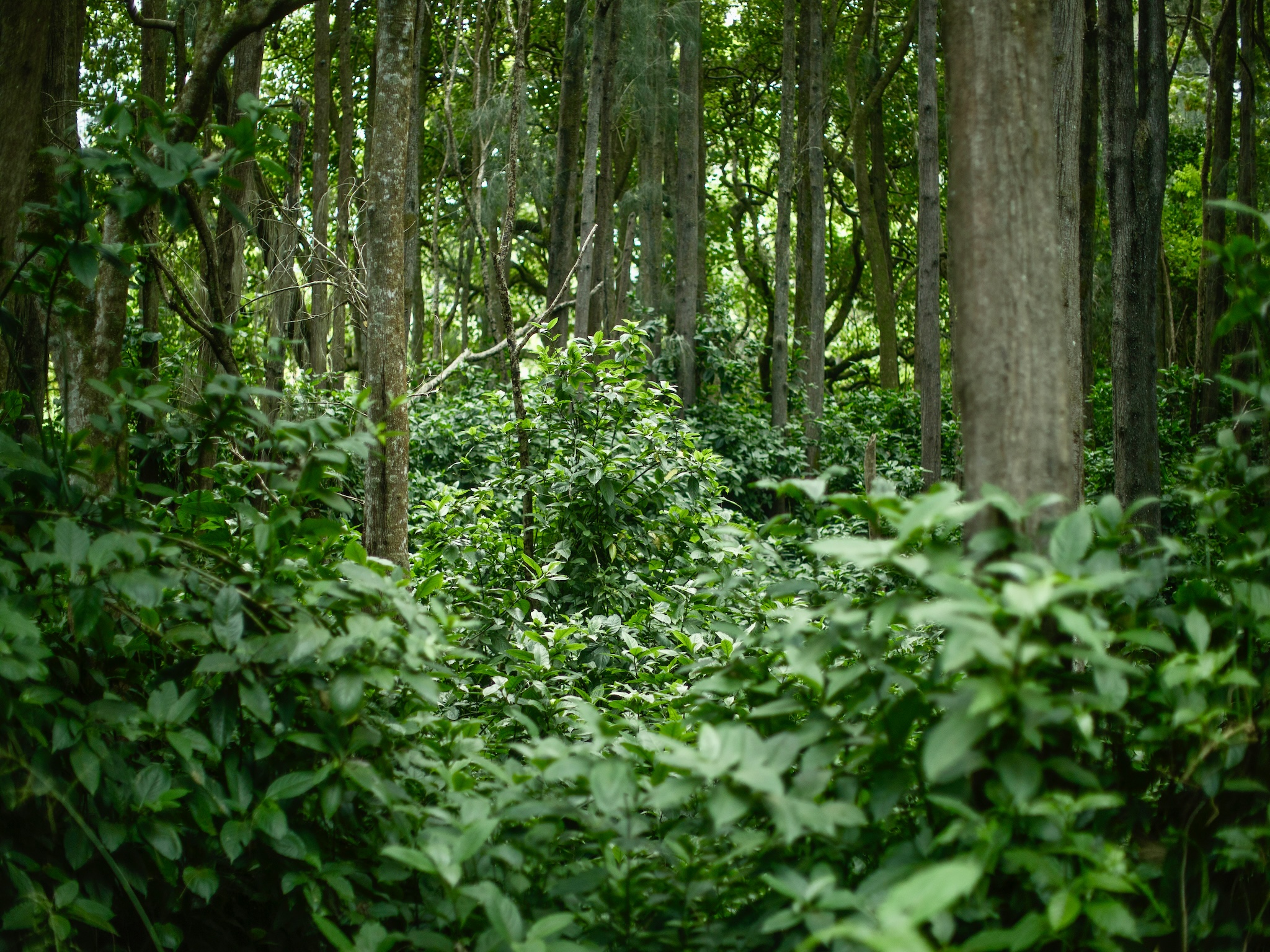 54-2198 Lot B-2 Kynnersley Road Hawi, HI 96719 - Photo 3 of 13 a view of a lush green forest