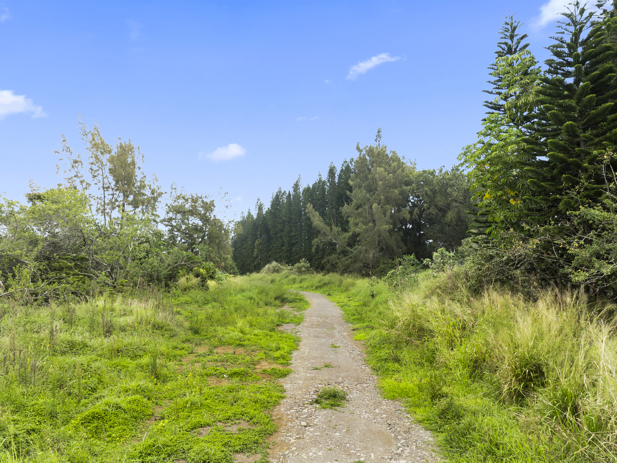 54-2198 Lot B-2 Kynnersley Road Hawi, HI 96719 - Photo 4 of 13 a view of a pathway of a garden