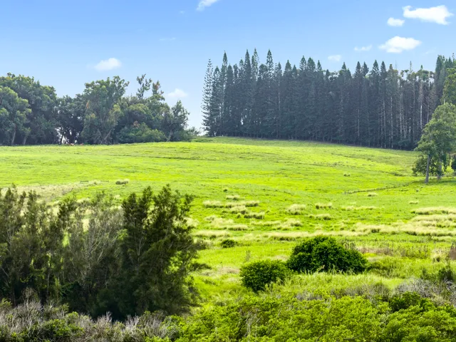 a view of an outdoor space and a yard