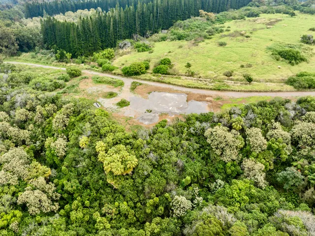 a view of a yard with a tree