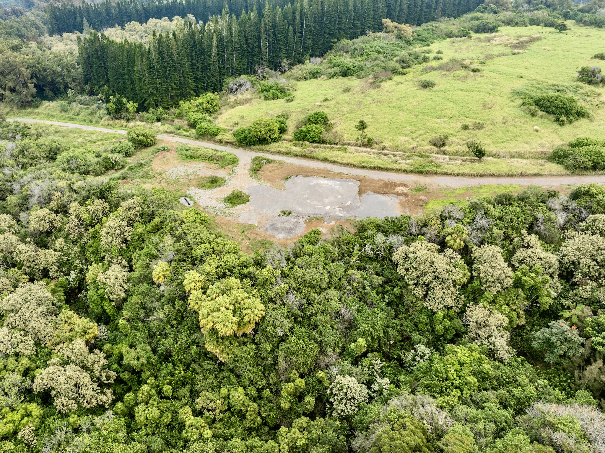 54-2198 Lot B-2 Kynnersley Road Hawi, HI 96719 - Photo 7 of 13 a view of a yard with a tree