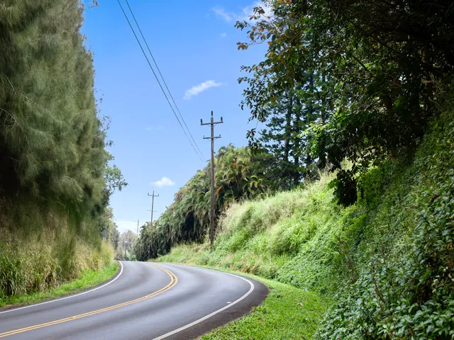 a view of a garden with trees