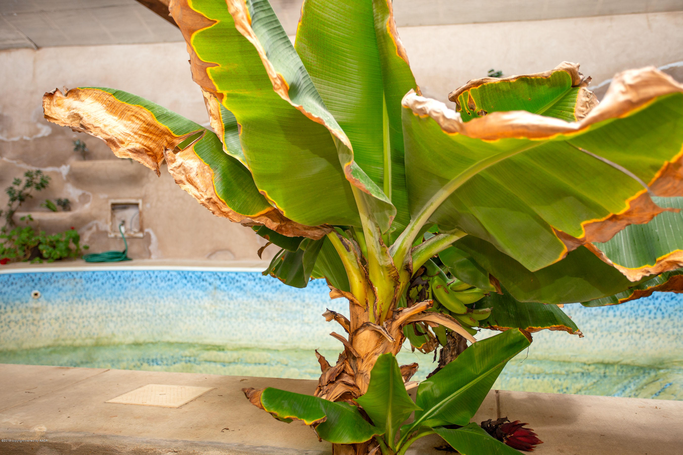 12300 Rim Ranch Drive Amarillo, TX 79124 - Photo 24 of 38 Banana Tree