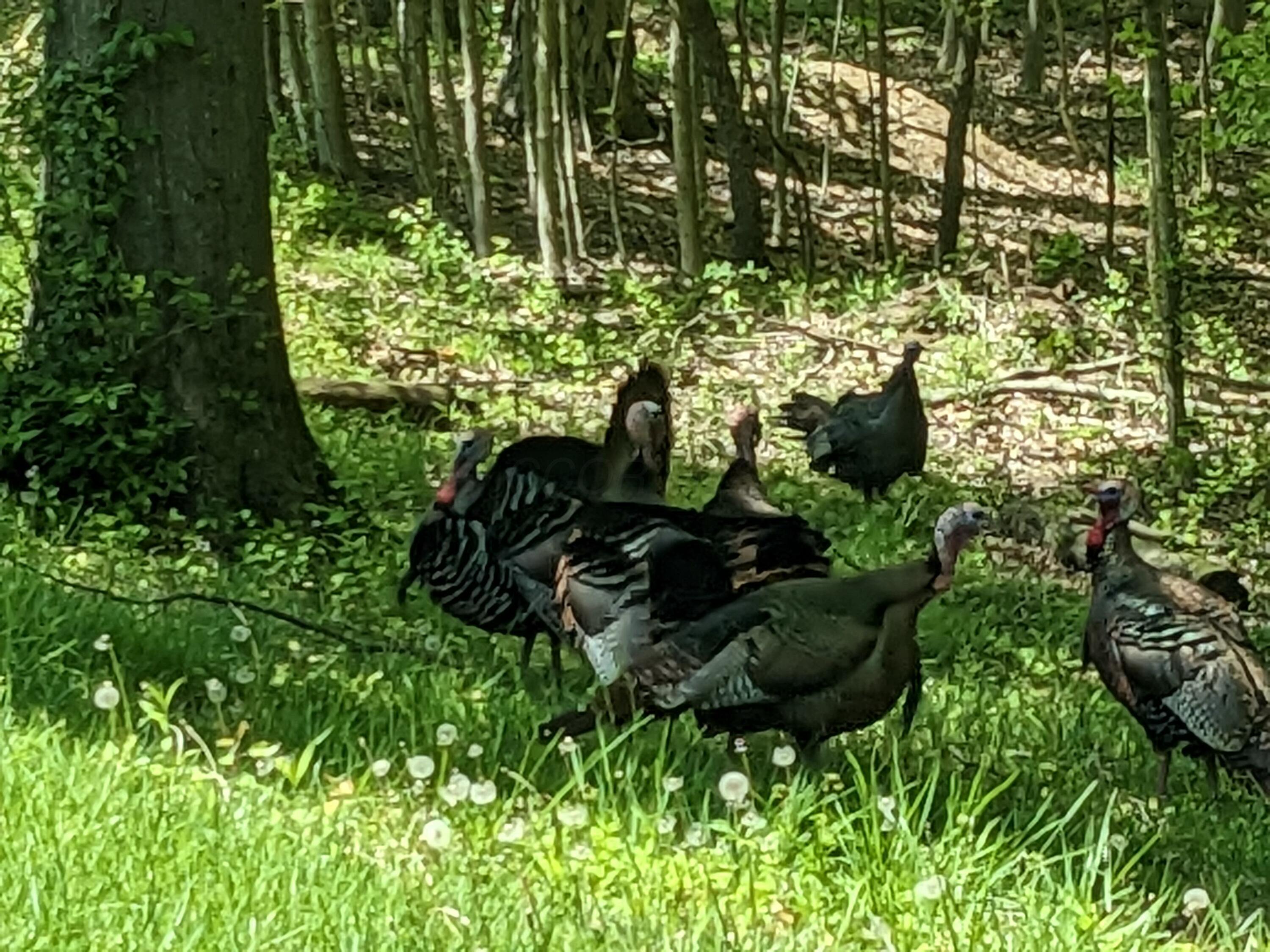 5485 Red Bank Road Galena, OH 43021 - Photo 113 of 113 Wild Turkeys for bird watching
