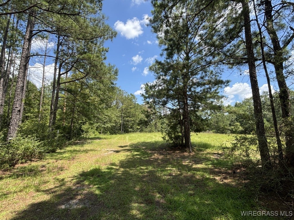 0 Anderson Road Red Level, AL 36474 - Photo 12 of 12 Gallery Image 12