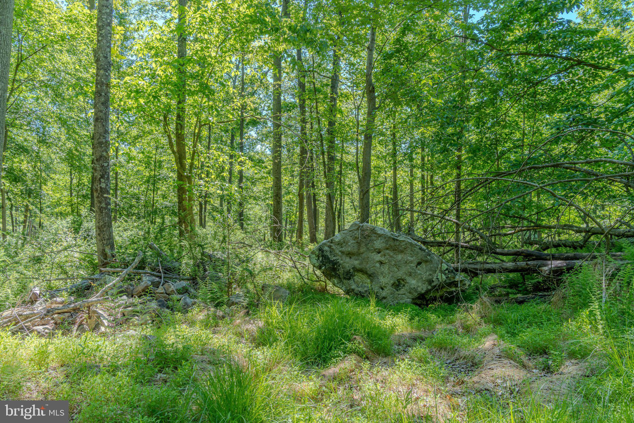 4503 Scotch Valley Road Hollidaysburg, PA 16648 - Photo 42 of 85 a view of a lush green forest