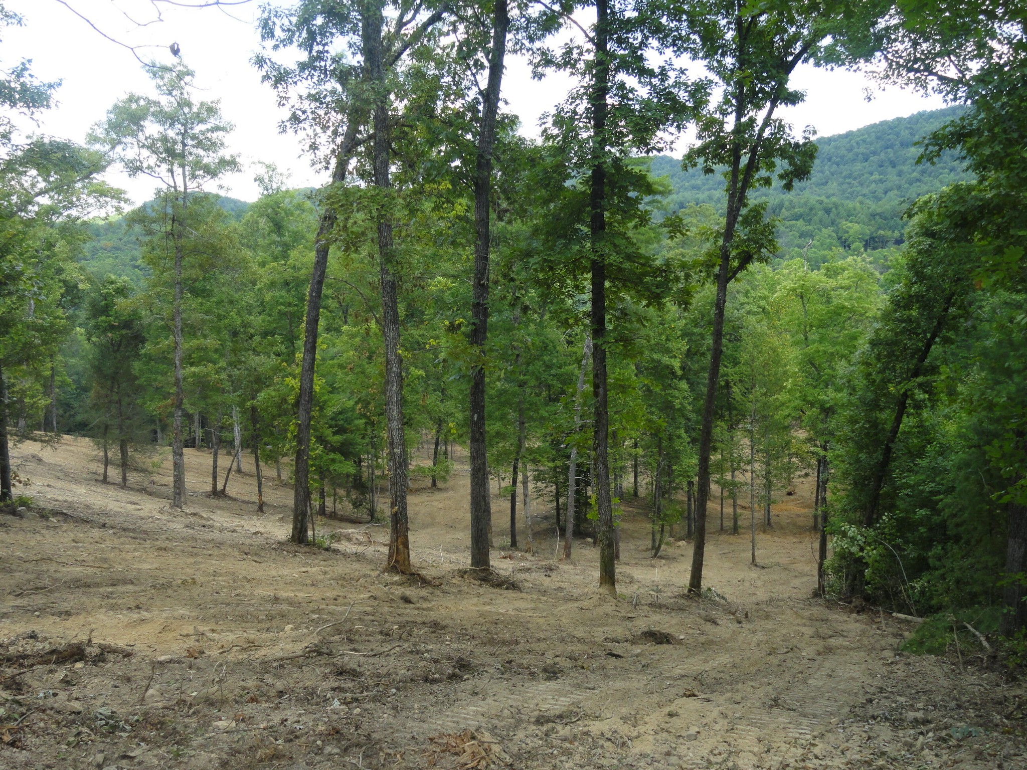 2277 Tellico Reliance Road Reliance, TN 37369 - Photo 2 of 34 a view of a forest with trees in the background