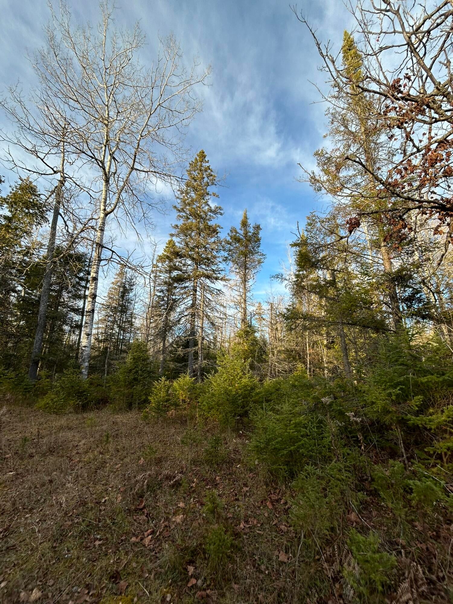 7146 Mackinac Trail Rudyard, MI 49780 - Photo 10 of 35 Land Around Cabin