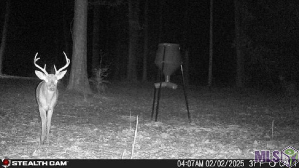 Tbd Seale Road Roxie, MS 39661 - Photo 16 of 20