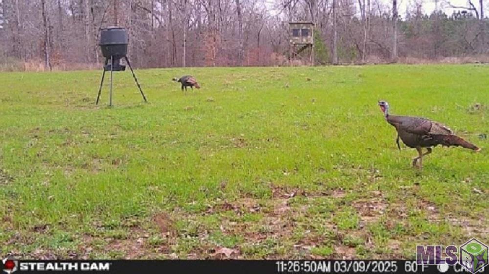 Tbd Seale Road Roxie, MS 39661 - Photo 17 of 20