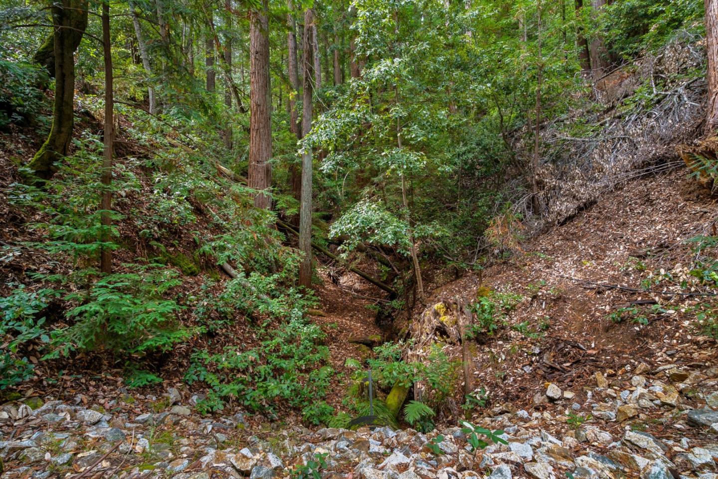 605 Waldeberg Road Ben Lomond, CA 95005 - Photo 45 of 45 a view of a forest with plants and trees