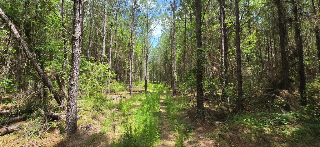 10 Mt Zion Road Gordon, AL 36343 - Photo 24 of 28