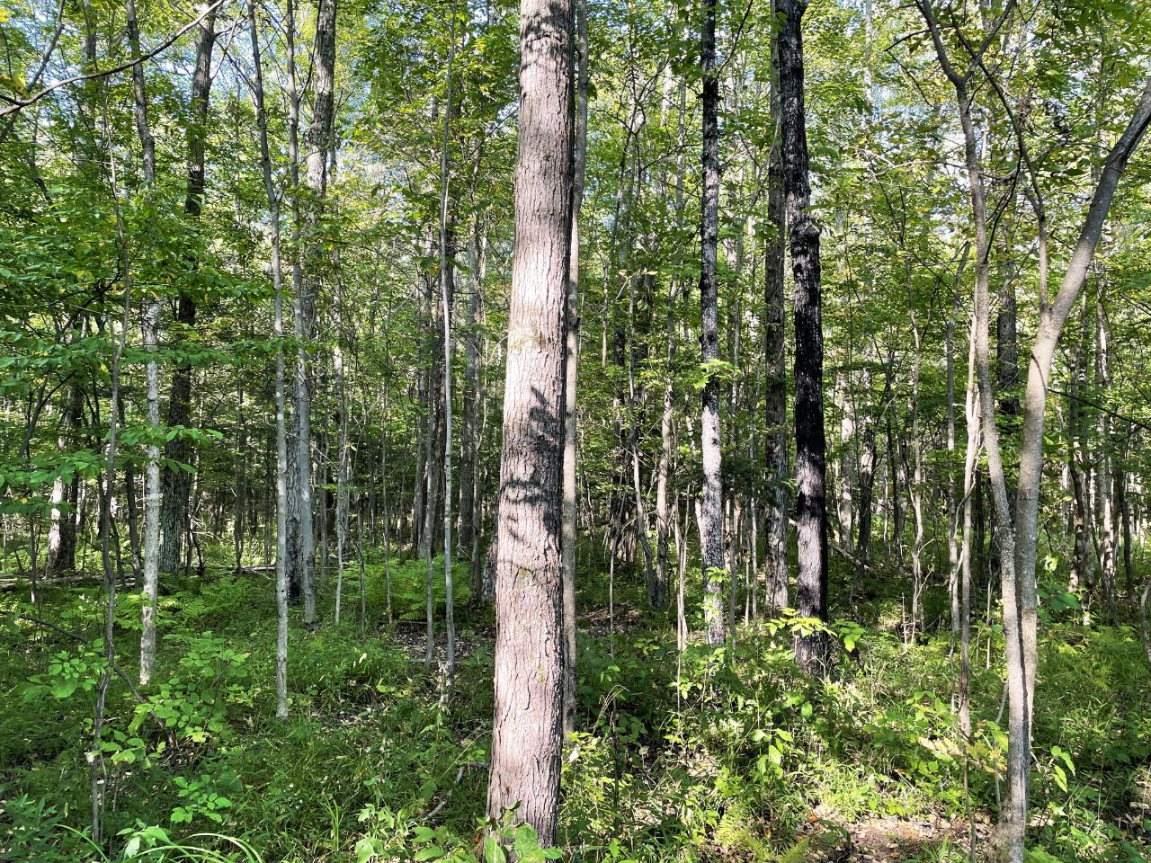 W7228 Maple Grove Road Phillips, WI 54555 - Photo 59 of 70 Gallery Image 59