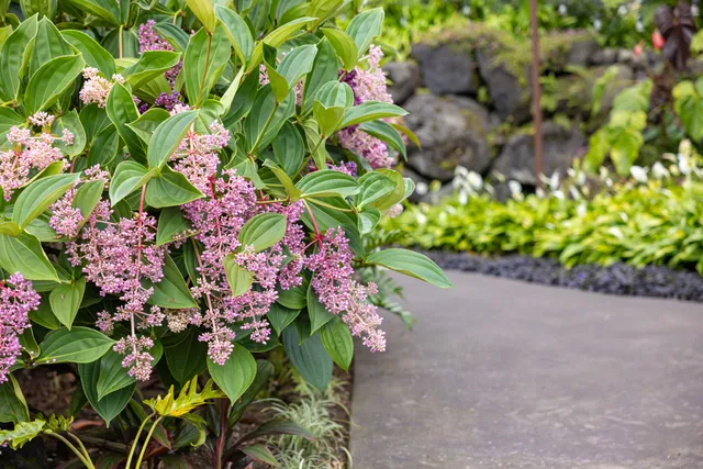 a picture of flowers