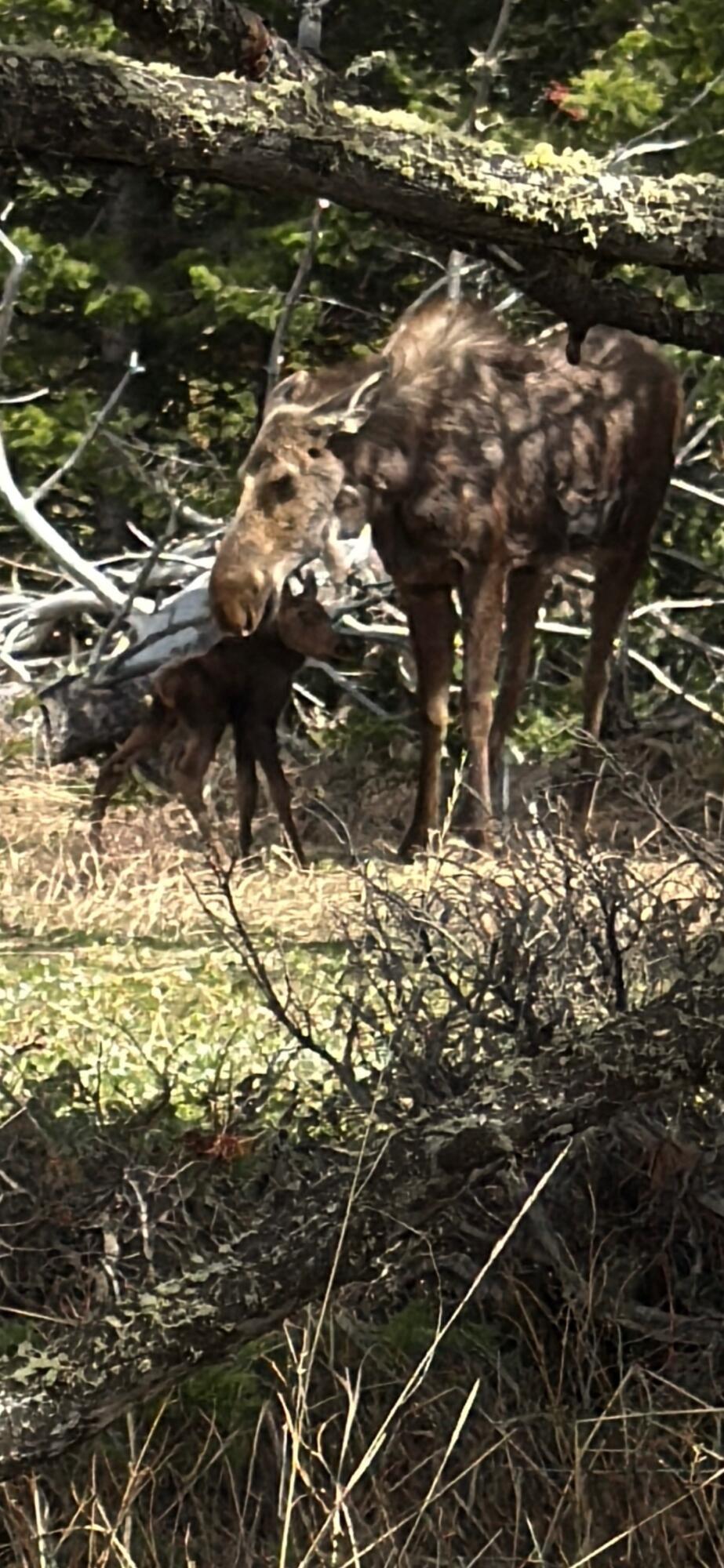 12 Blacktooth Road Big Horn, WY 82833 - Photo 25 of 25 Born on lot