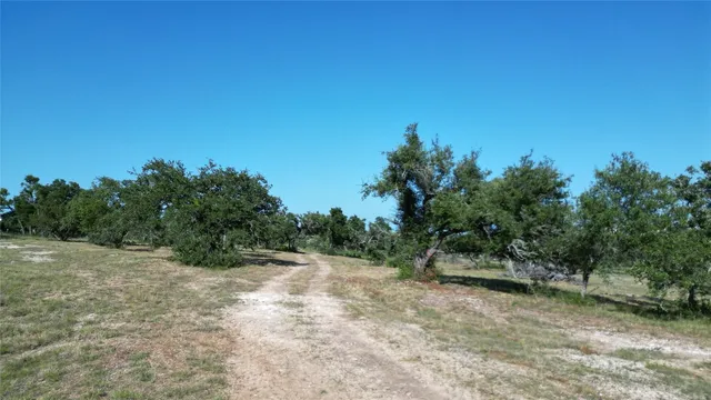 a view of a forest with trees in the background