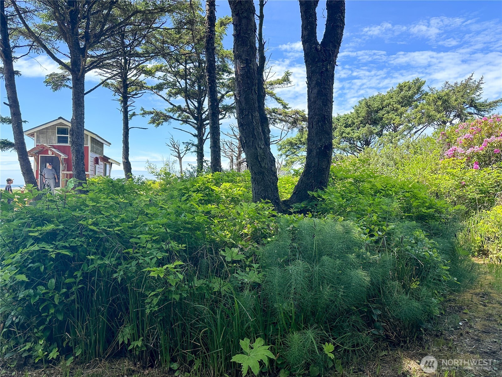 4753 Beach Lane Moclips, WA 98562 - Photo 20 of 25 a view of a yard with plants and large trees