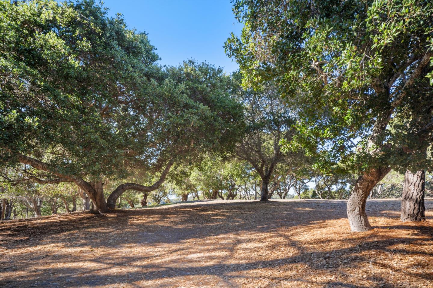 9 Corral Run Carmel, CA 93923 - Photo 9 of 19