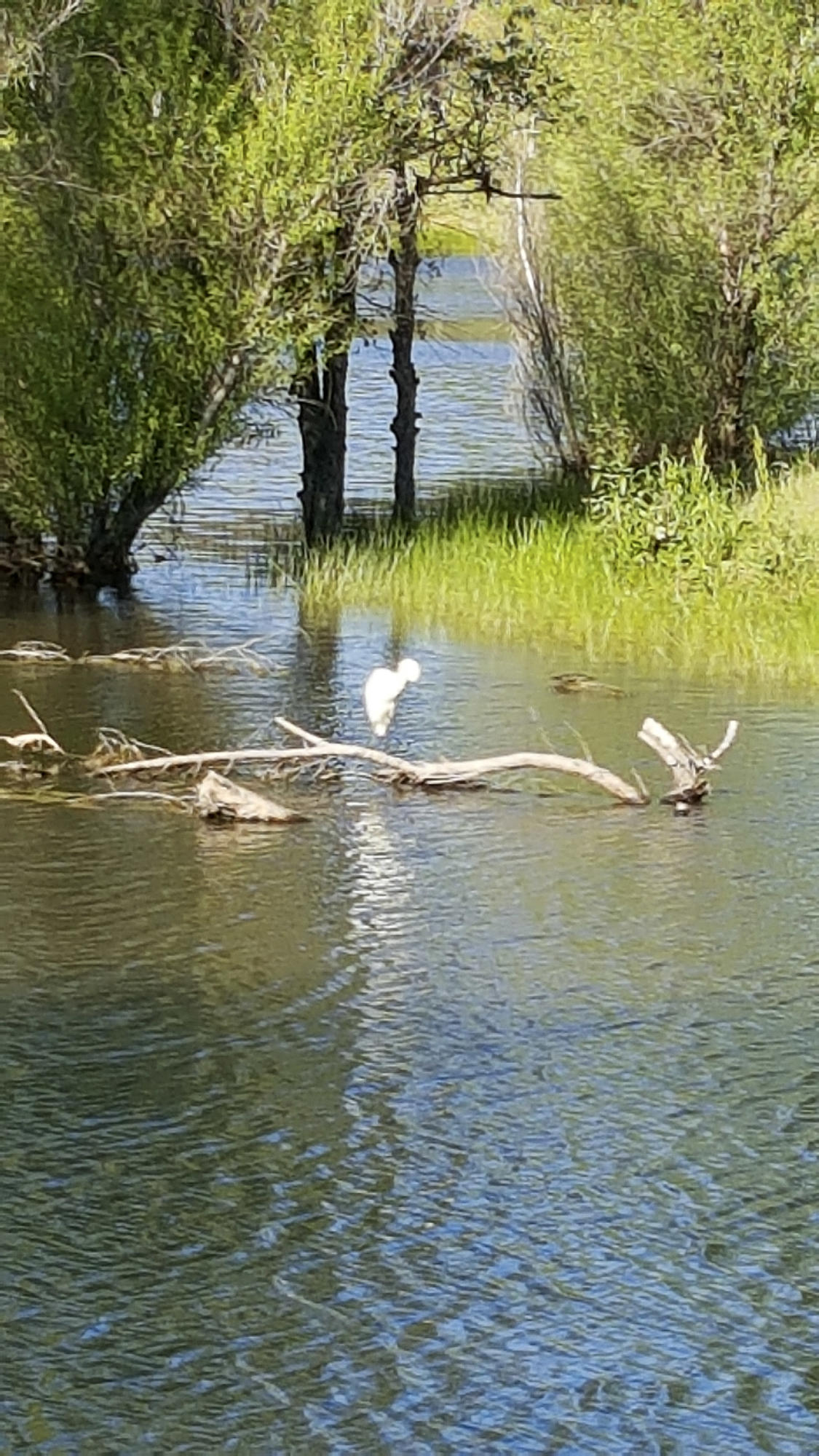 18740 Saddleback Ridge Loop Cottonwood, CA 96022 - Photo 56 of 66 Cranes on the pond