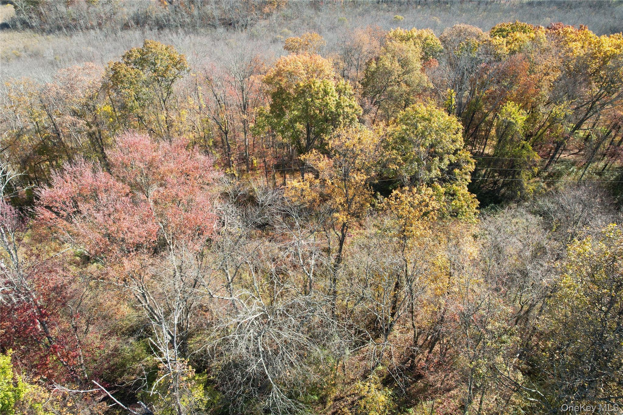 0 Scofield Road Pound Ridge, NY 10576 - Photo 4 of 5 a view of a tree in a yard