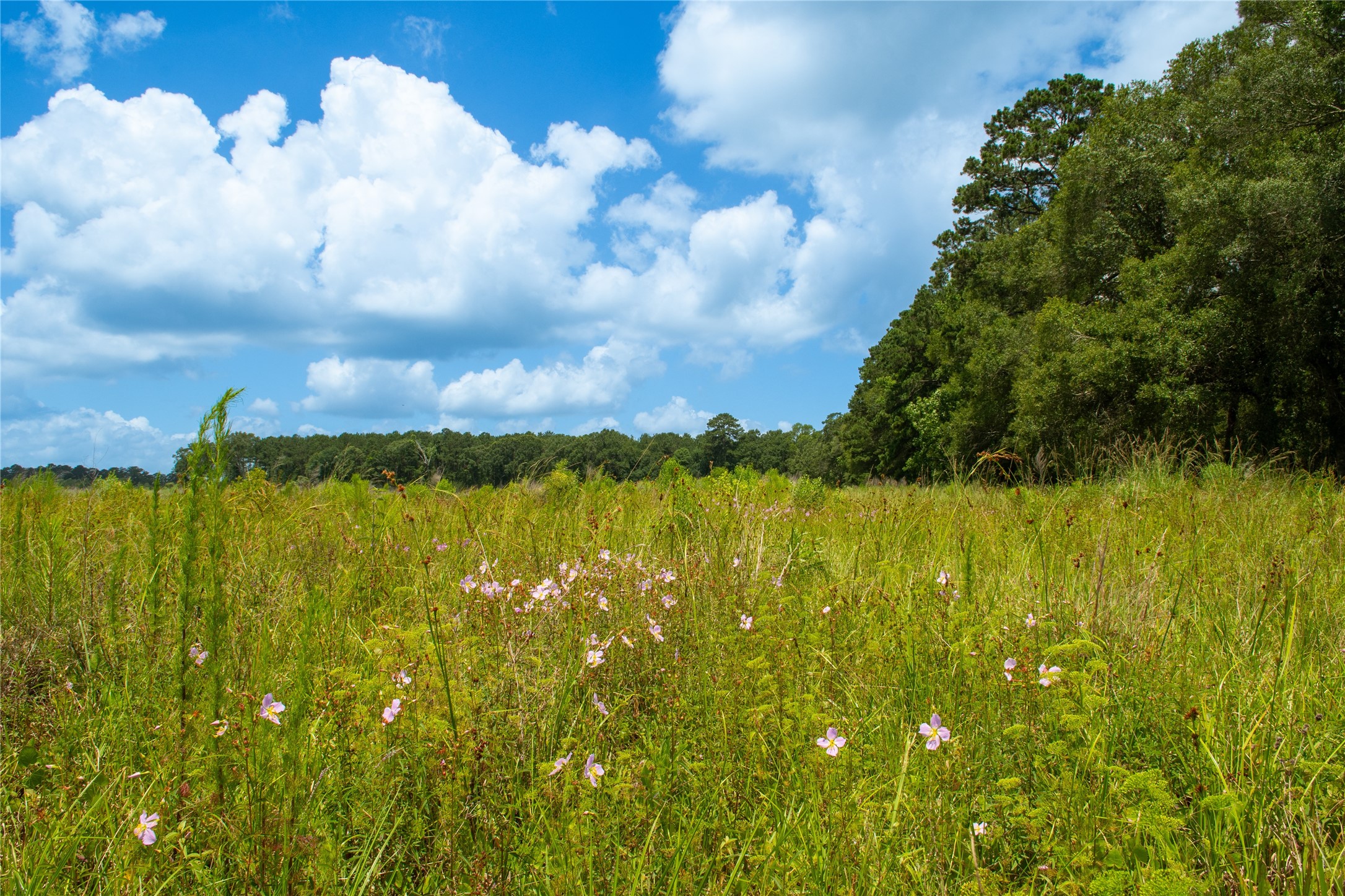 0 County Road 547 Call, TX 75933 - Photo 24 of 26
