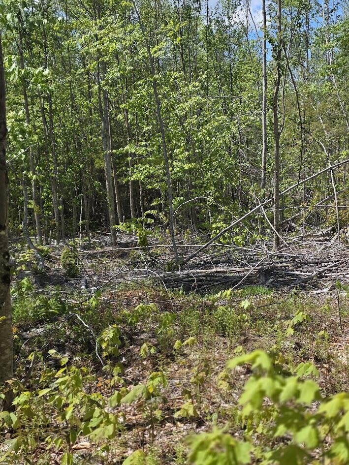 Lot 6 South Treadwell Hill Road Springfield, ME 04487 - Photo 5 of 14 20260526_134330