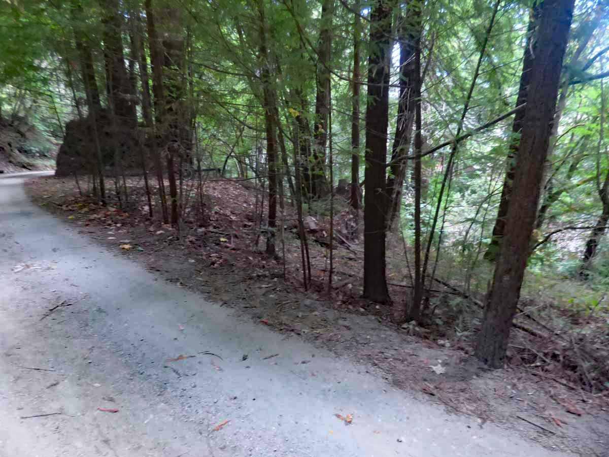 a view of a forest with trees in the background