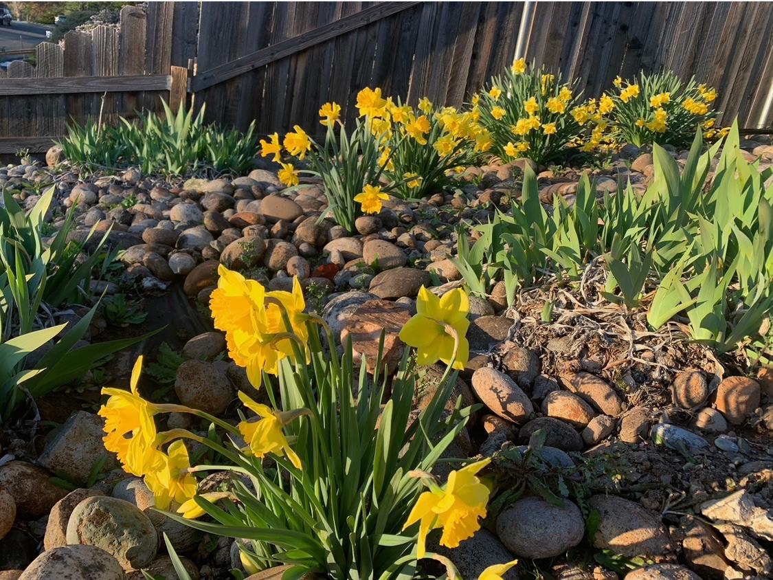 2367 Ponderosa Road Rescue, CA 95672 - Photo 51 of 76 a view of a bunch of flowers