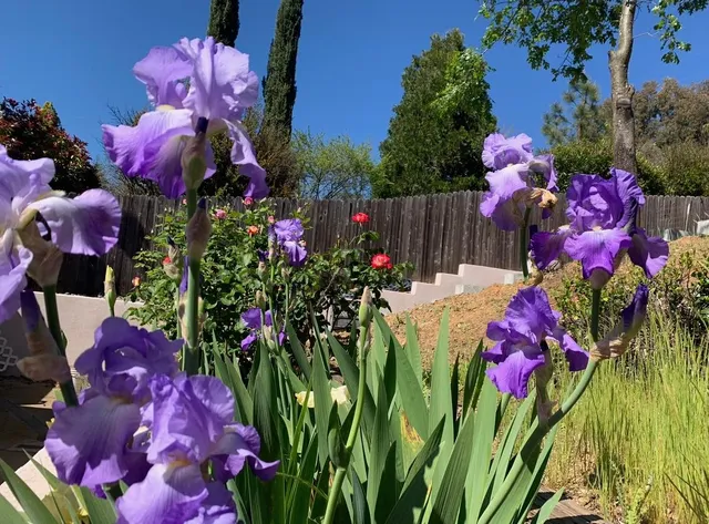 $555,000 | 2367 Ponderosa Road, Rescue, CA 95672