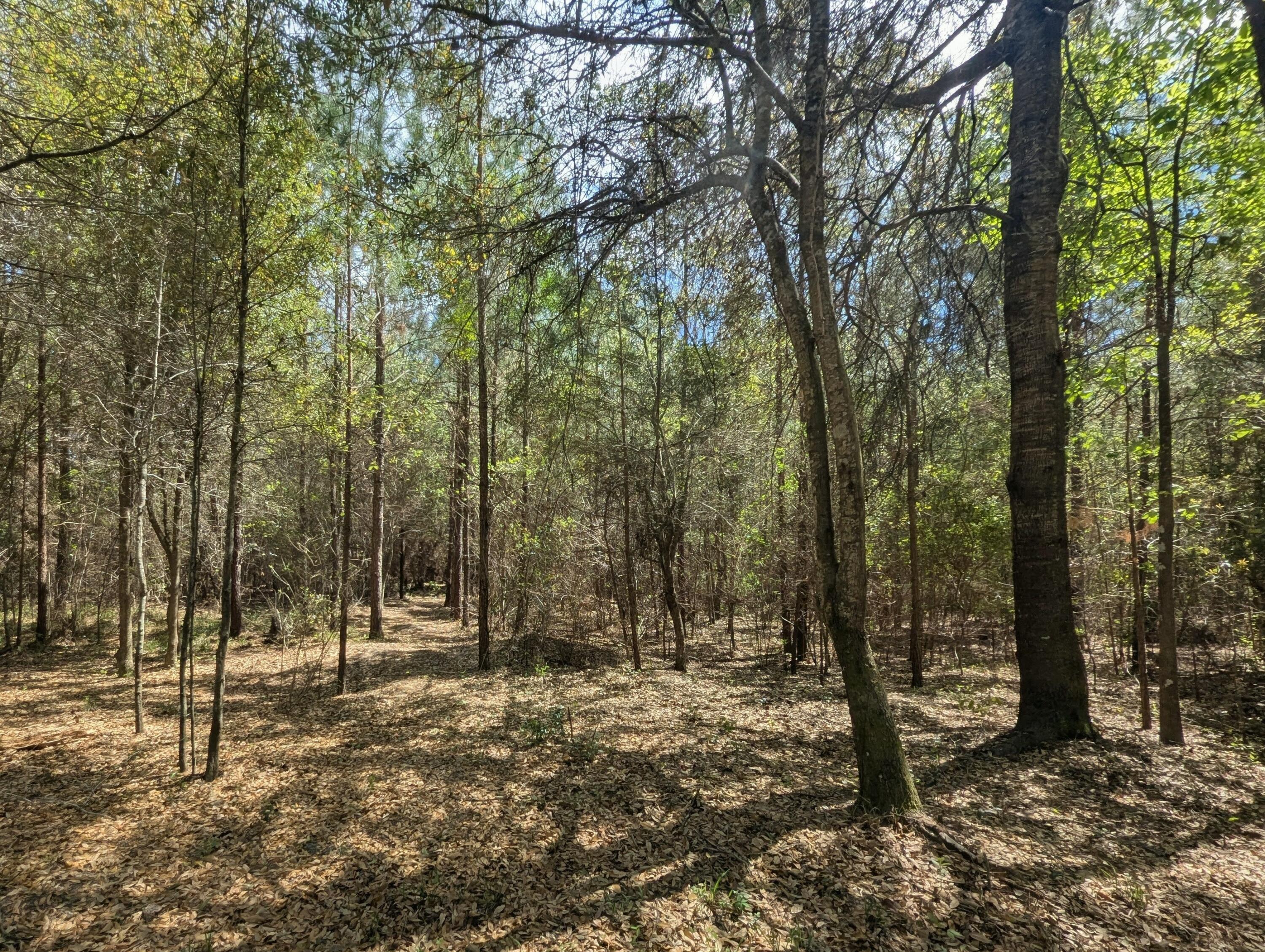 132 Oak Estates Way Ridgeville, SC 29472 - Photo 25 of 26 1000004645