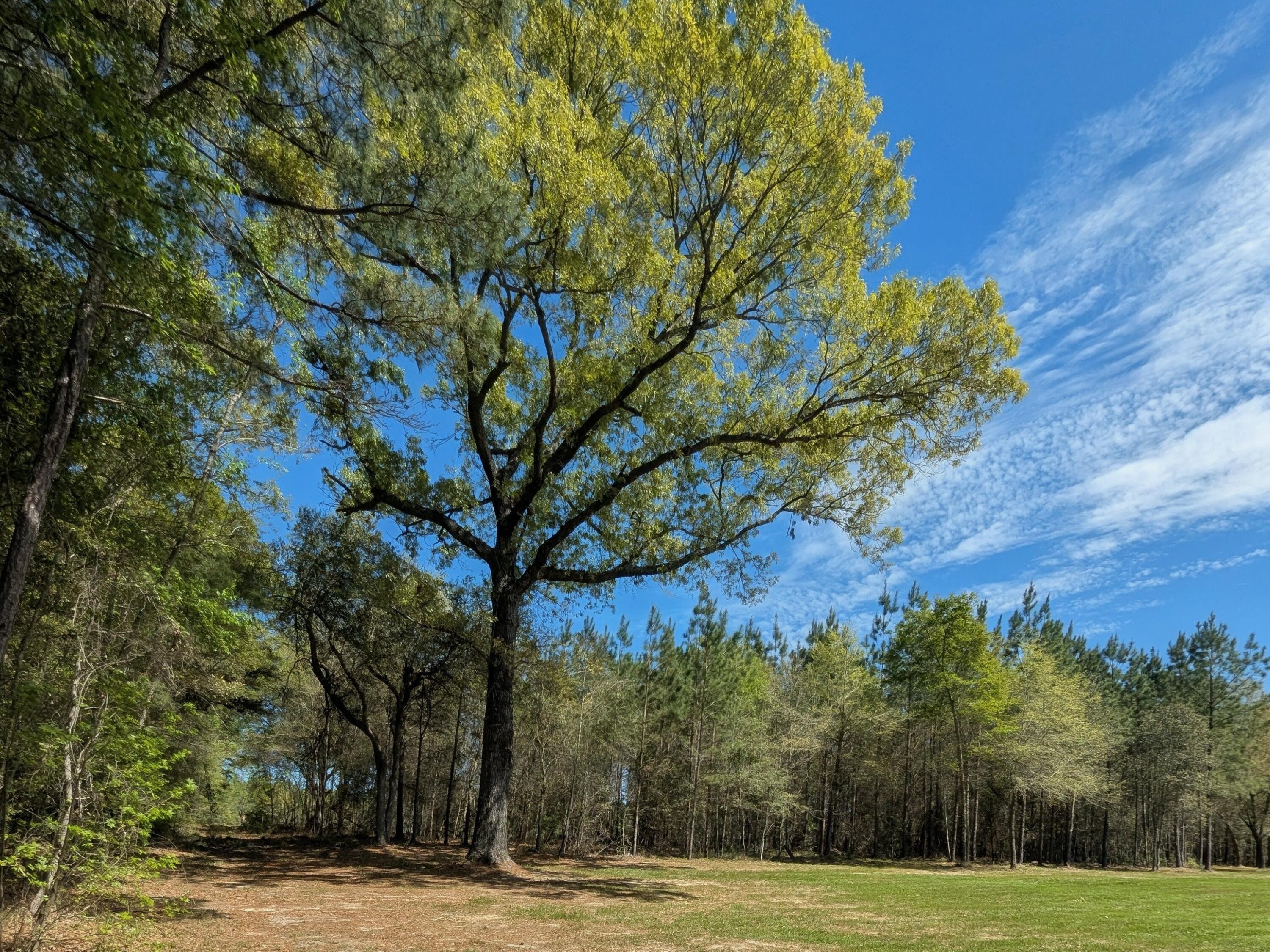 132 Oak Estates Way Ridgeville, SC 29472 - Photo 8 of 26 1000004650