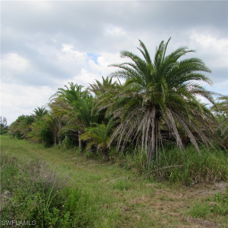 14900 Stringfellow Road Bokeelia, FL 33922 - Photo 25 of 38 a close up of a plant in a garden