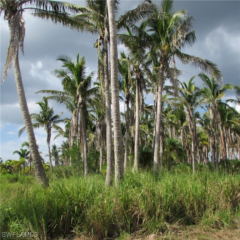 14900 Stringfellow Road Bokeelia, FL 33922 - Photo 7 of 38 a close up of a plant in a garden