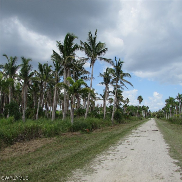 14900 Stringfellow Road Bokeelia, FL 33922 - Photo 10 of 38 a view of a yard with palm trees