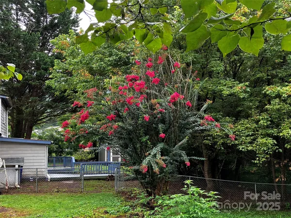 a small yard tree in front of a house