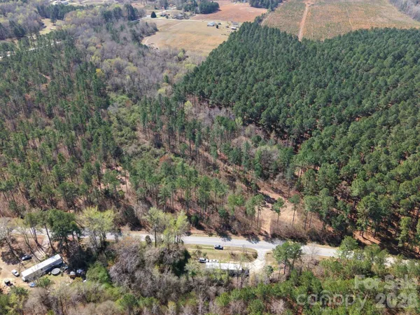 a view of a forest with a tree